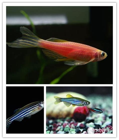 小型招財魚|整理：9種適合新手飼養的小型觀賞魚！